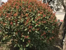 岚皋大楼 1室1厅 南