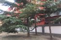 垂杨柳南里实景图