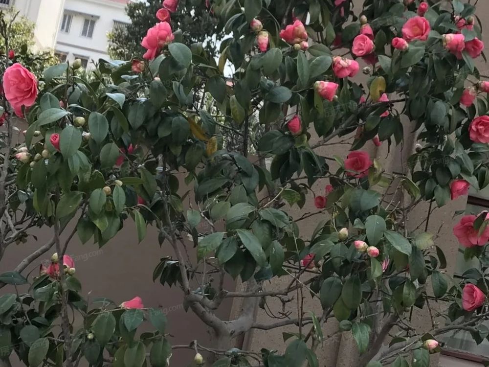 小区相关图