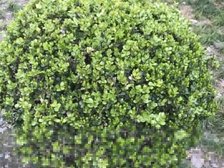 1梯3户,电梯绿色楼栋@南北通全明的一房一厅!房东阿姨急卖!