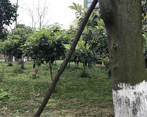 楠庭理想 1室1厅 西北