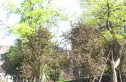 绿地锦天府别墅实景图