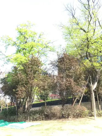 绿地锦天府别墅实景图