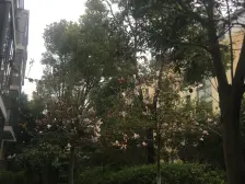 安亭新镇兴苑德式小镇,低密度小区,环境优美,上同济