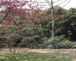 上东阳光美悦林2室2厅西南
