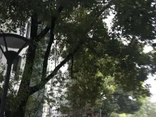 安亭新镇颂苑顶复带露台,南北通一楼套房,二楼四房