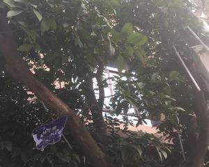 地铁口次新小区中.央花园全新精装四房诚心出售