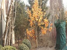 南万科红郡联排别墅 老本可贷款 南入户北花园