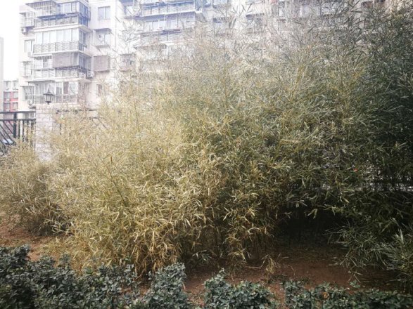 金顶北街59号院实景图