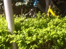 桐梓林壹号 4室1厅 南