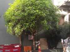 和贵蜜巢 2室1厅 东 东北