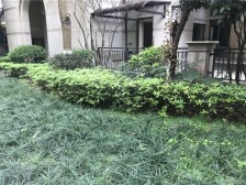 鸿恩寺公园底跃洋房 带前后花园实得500平米 居家舒适