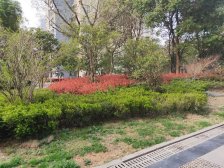 红豆美墅公园里连排别墅东边户,看好可谈