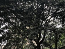 袁家小苑 1室1厅 南