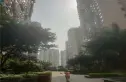 兰花丽景添丁实景图
