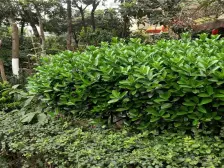 轻轨大两房,生活和交通配套完善,得房率高住家舒适