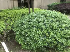 茶园新区 幸福时光里三房90万