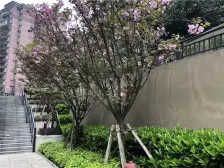 2017年次新小区精装修好出租轻轨旁