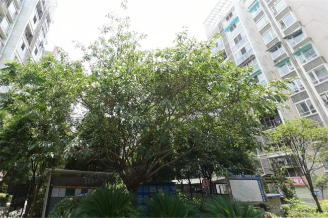 香邻春天实景图
