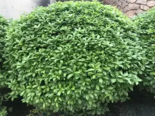 位置好,采光户型好,业主诚心出售。