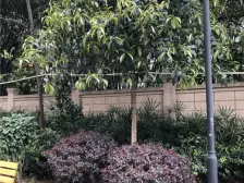 弘扬万象雅居 4室2厅 东