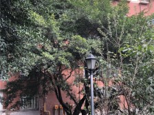 袁家岗 袁家小苑三房180万