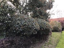 洋泾·森林湾·3室·2厅