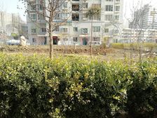 丰和丽园2室2厅西南