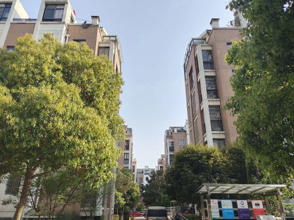 玫瑰久久实景图