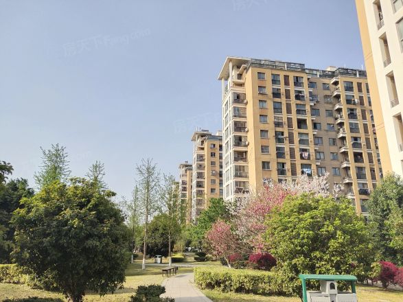 玫瑰久久实景图