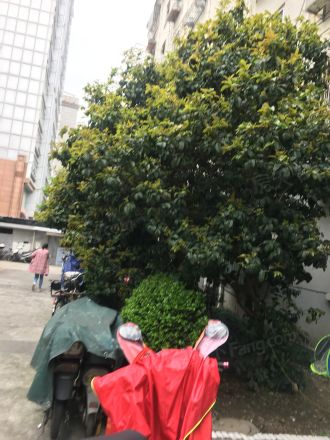 纪念路494弄小区实景图