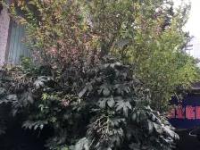 江湾 · 三九大厦 · 2室 · 1厅