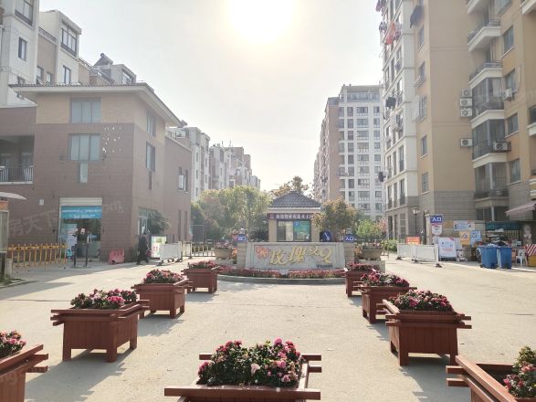 玫瑰久久实景图