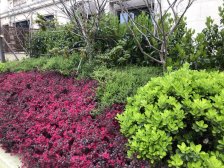 一二楼复式电梯洋房,一楼大横厅带个卧室,南北通透双阳台户型。