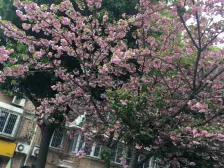 精装修,诚意出售,近地铁,环境优美