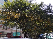 南坪 商业大楼(南坪)五房202万