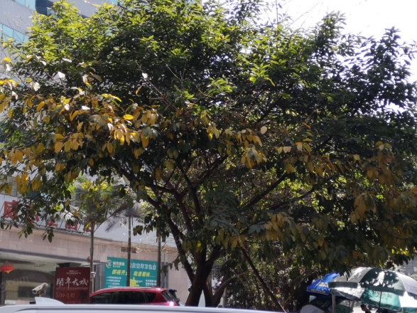 南坪商业大楼实景图