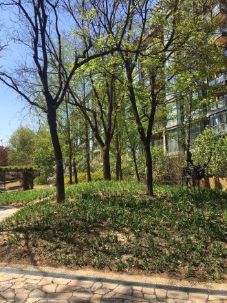 山水文园中园实景图