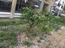 大三房两卫,精装修,近商业