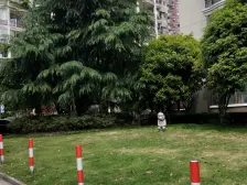 电梯房,大开间,小区中心位置,居家装修