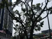 石桥铺 馨梦园三房82万