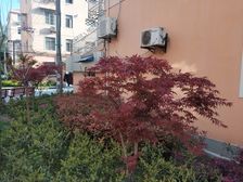 诚意出售看房方便,