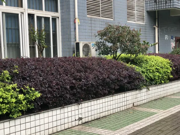 上创雅园实景图