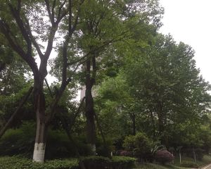 天府欣苑西区 4室1厅 南