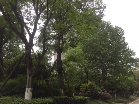 天府欣苑西区实景图