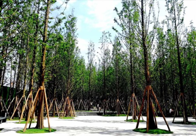 万科森林公园实景图