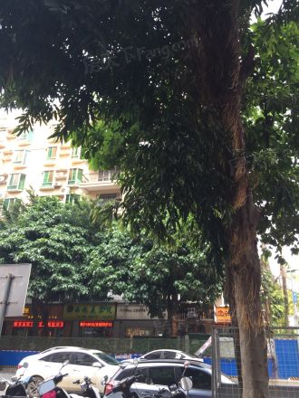 希尔顿阳光实景图