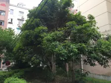 采光充足,居家装修,小区中心位置,主卧朝南