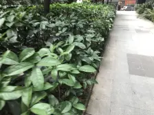 皇冠国际大顶跃大露台一线江景,板式无遮挡