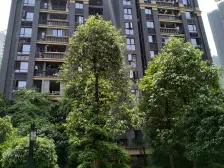 公园里的花园洋房 精装底跃 带前后花园